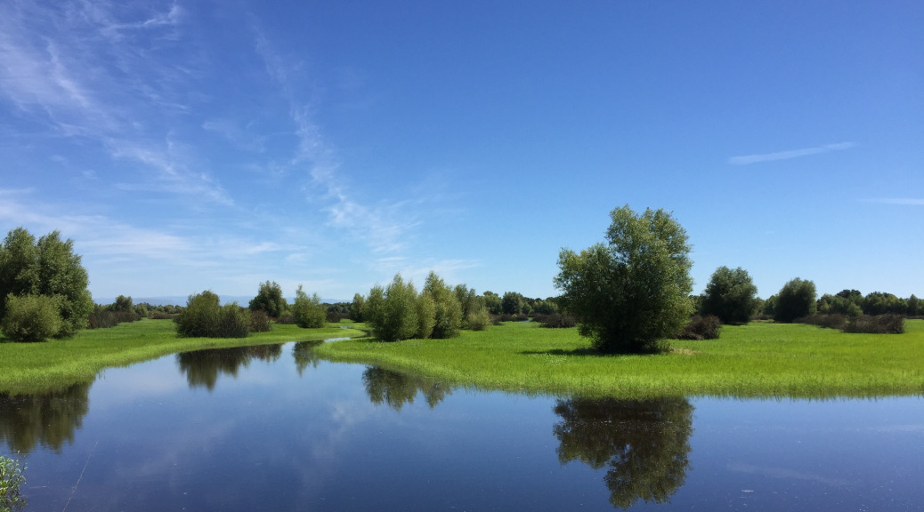 irrigating a diverse moist soil wetland in the butte sink