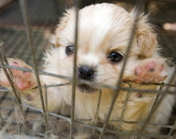 U.S. Senators Dianne Feinstein and Dick Durbin Call on USDA IG to Audit Oversight of Dog Breeders