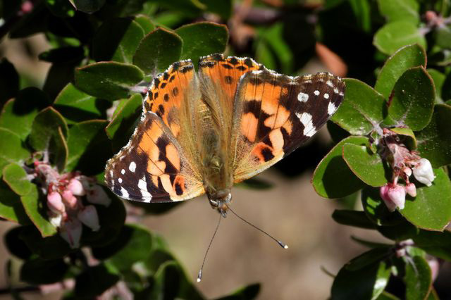 Painted Lady at UCLA by Nurit Katz