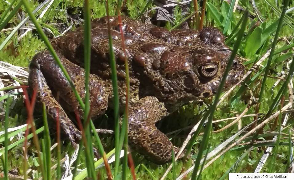 Sierra Nevada yellow legged frog