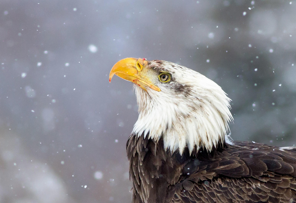aud apa 2018 bald eagle a1 5280 1 kk photo kyle dudgeon
