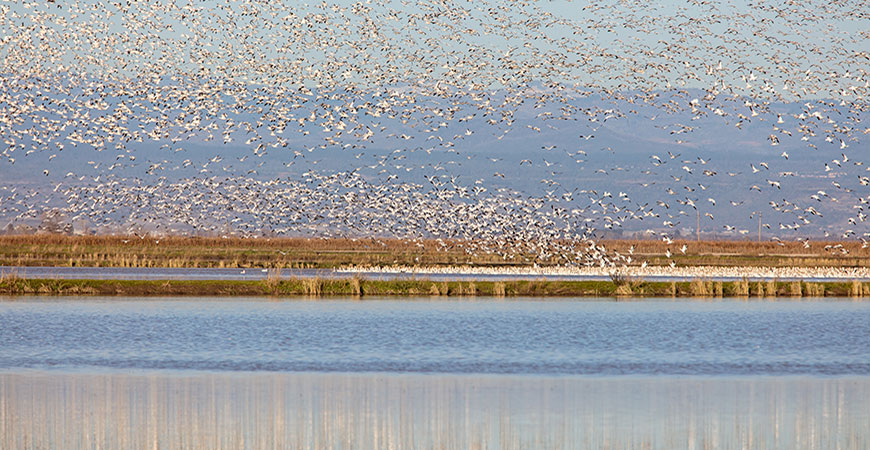 birds take off hero