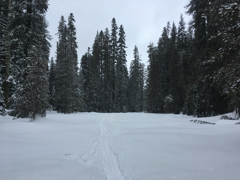 yosemite NPS Photo Dewey Point Meadow Trail