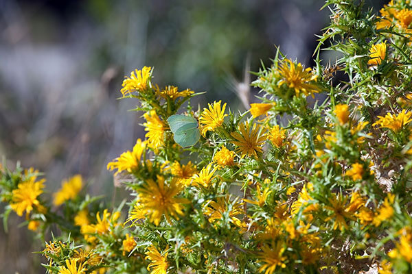 GardeningQAStarthistle600