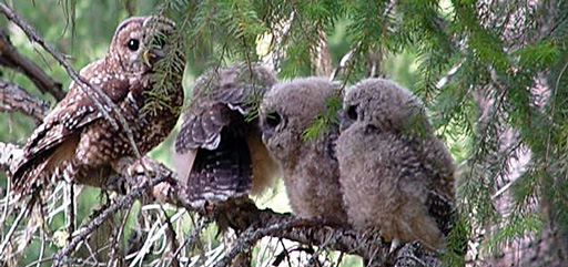 northern spotted owl family USFWS