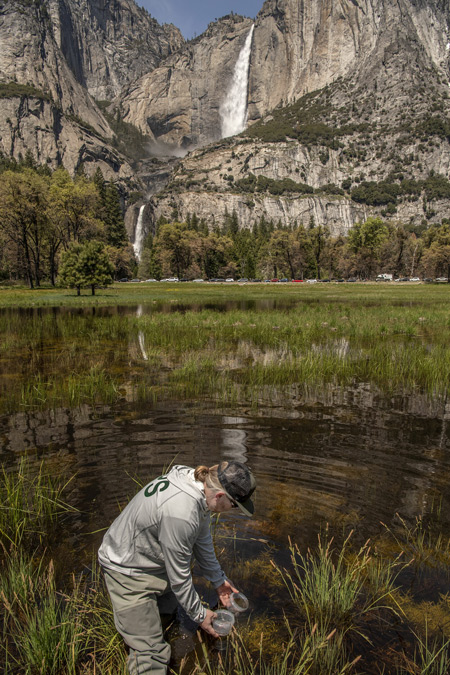 yosemite Al Golub Photo Yosemite Conservancy Red Legged Frog Release in Yosemite Valley by Aquatic Ecologist Rob Grasso