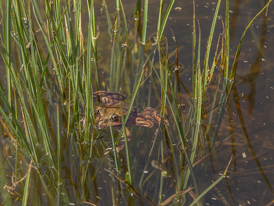 yosemite Al Golub Photo Yosemite Conservancy Released Red Legged Frog in Yosemite Valley