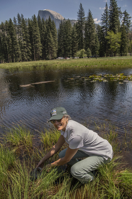 yosemite.1 Al Golub Photo Yosemite Conservancy Schulyer Greenleaf with Yosemite Conservancy Releases Red Legged Frog