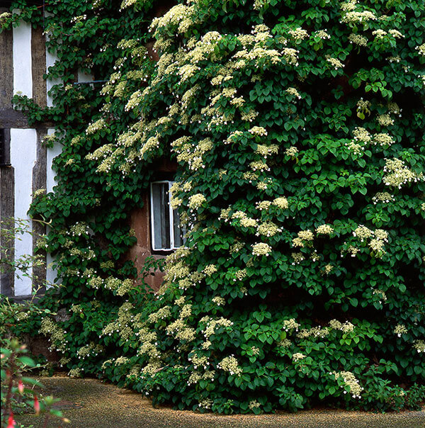 GardeningQAHydrangea600