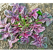 usda red spinach d4224 1i