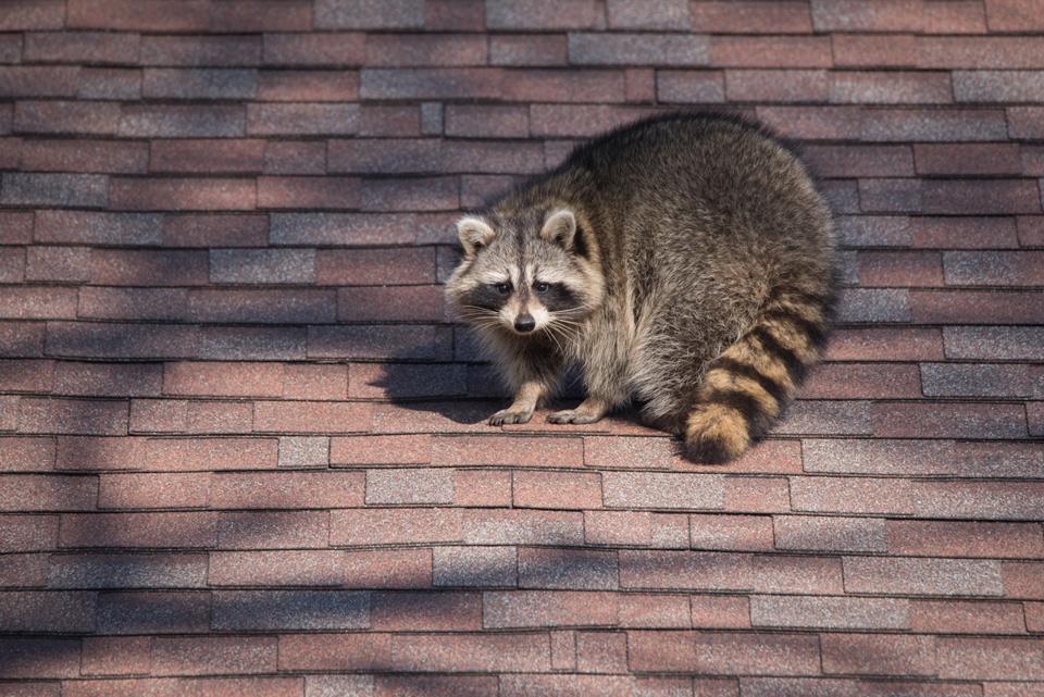 cdfw raccoon on roof