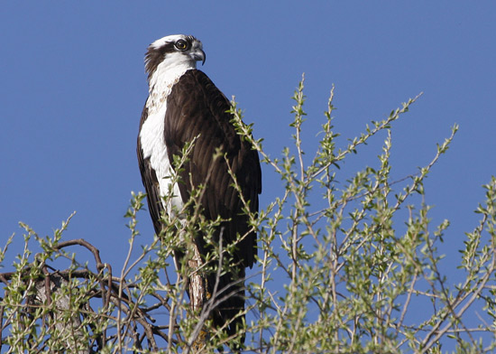 osprey linda gast sierra sun times