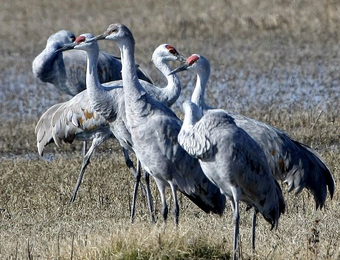 sandhill cranes credit linda gast sierra sun times