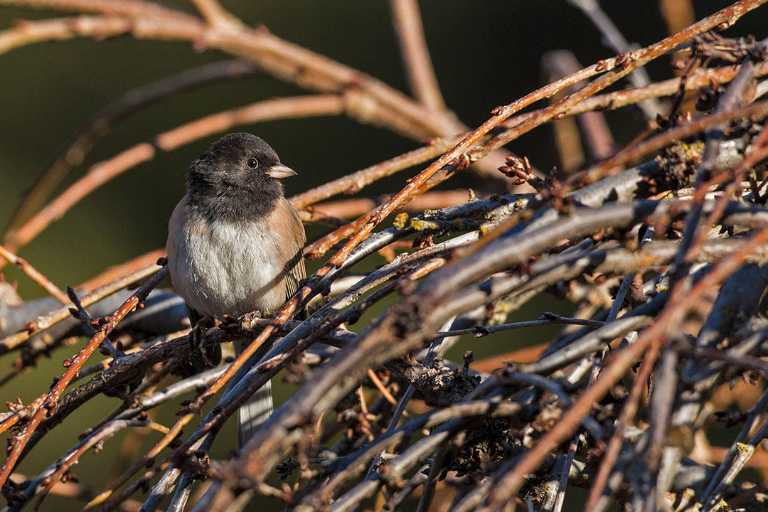 aud gbbc 2016 dark eyed junco 31230 kk wa photo christine haines