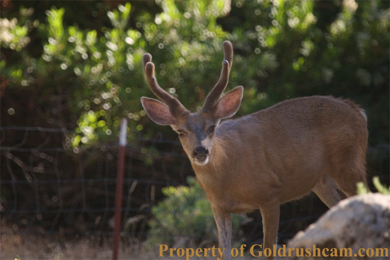 deer in mariposa county 1 2902 copy credit sierra sun times