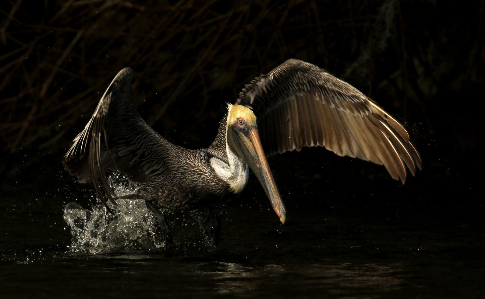 web apa 2016 brown pelican teri franzen kk