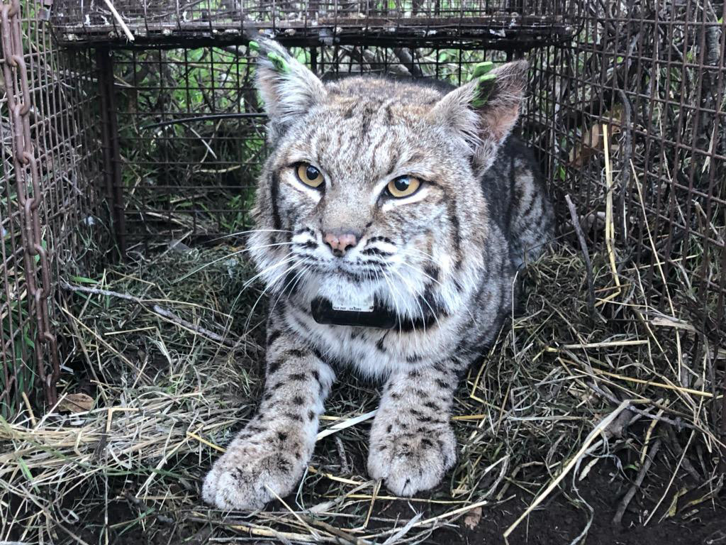 bobcat credit nps