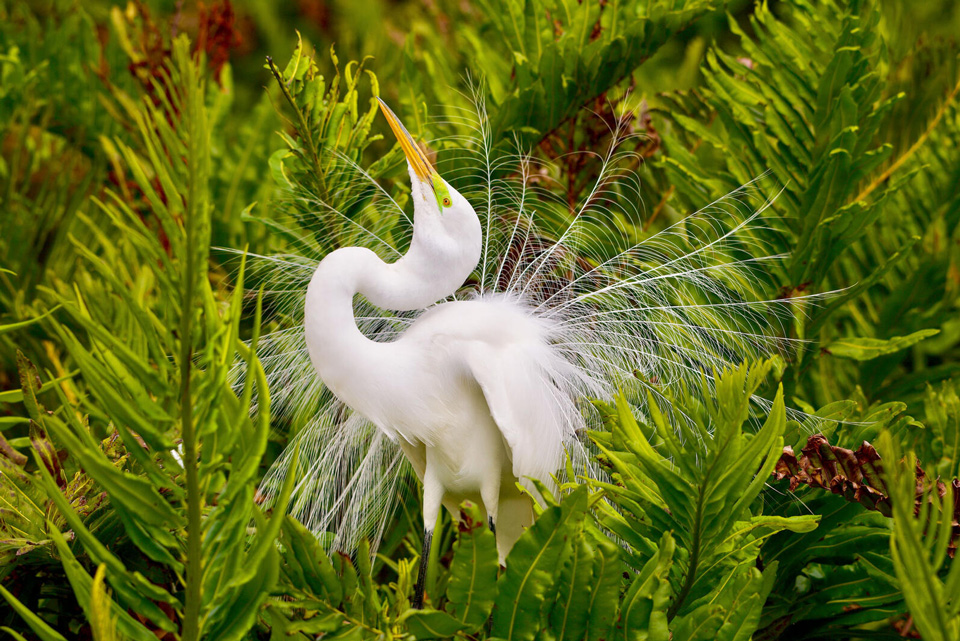 web aud apa 2019 great egret a1 9342 1 ts photo michael fahn