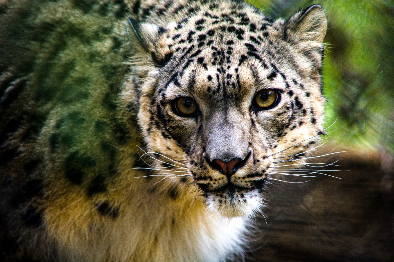 louisville zoo leopard