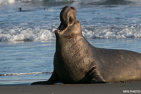 pic elephant seal bull trumpeting drakes beach 190210 480x320