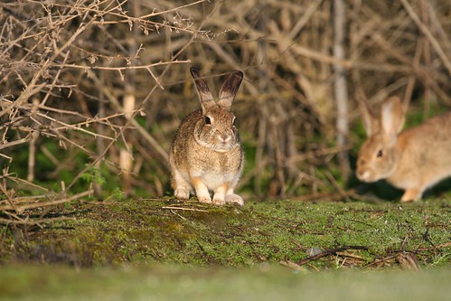 rabbit15930190022 2d3683c2b9