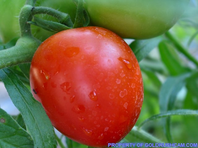 tomato 137 3714 img credit sierra sun times