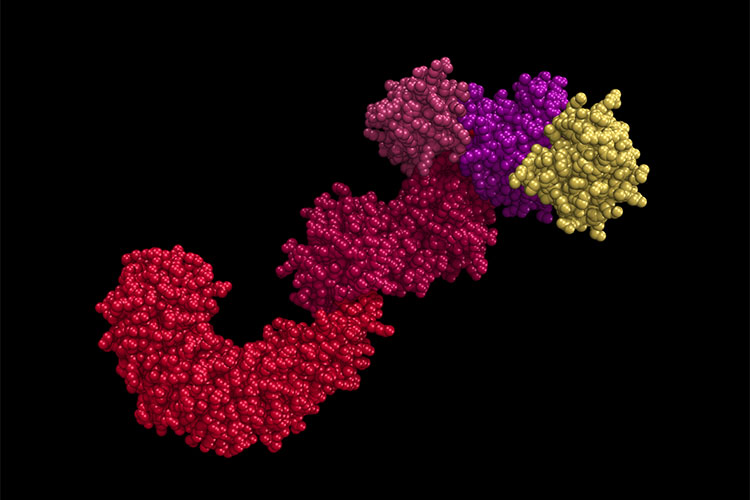 NLRP3 protein BN