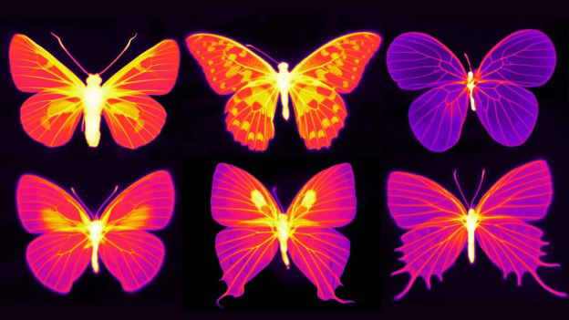 RN butterfly wings