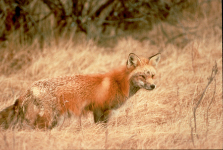 sierra nevada red fox credit usfws