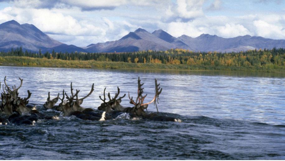 caribou nps photo