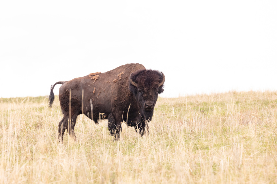 bison credit nps