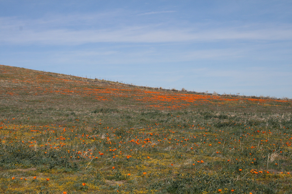 Antelope Valley CA Poppy Reserve