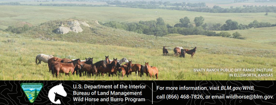 blm burros horses