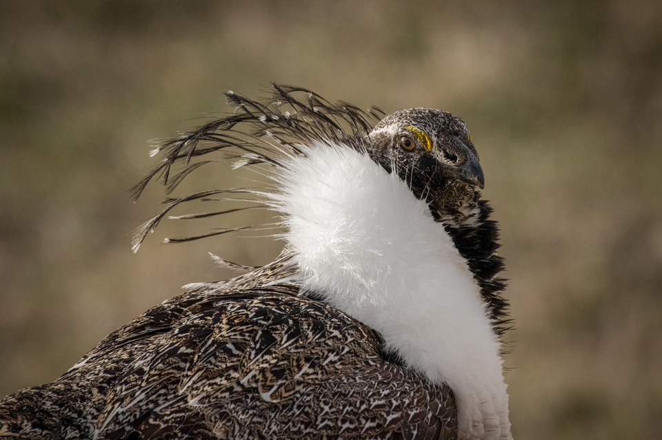 web aud apa 2019 greater sage grouse a1 10284 1 ts photo alex miller