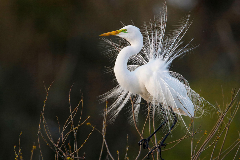 web aud apa 2018 great egret a1 5380 5 kk photo andrew mccullough