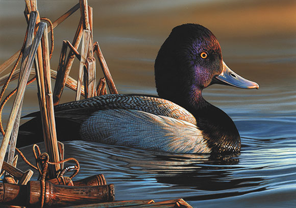 2021 2022 Federal Duck Stamp Winner Richard Clifton copyrght USFWS