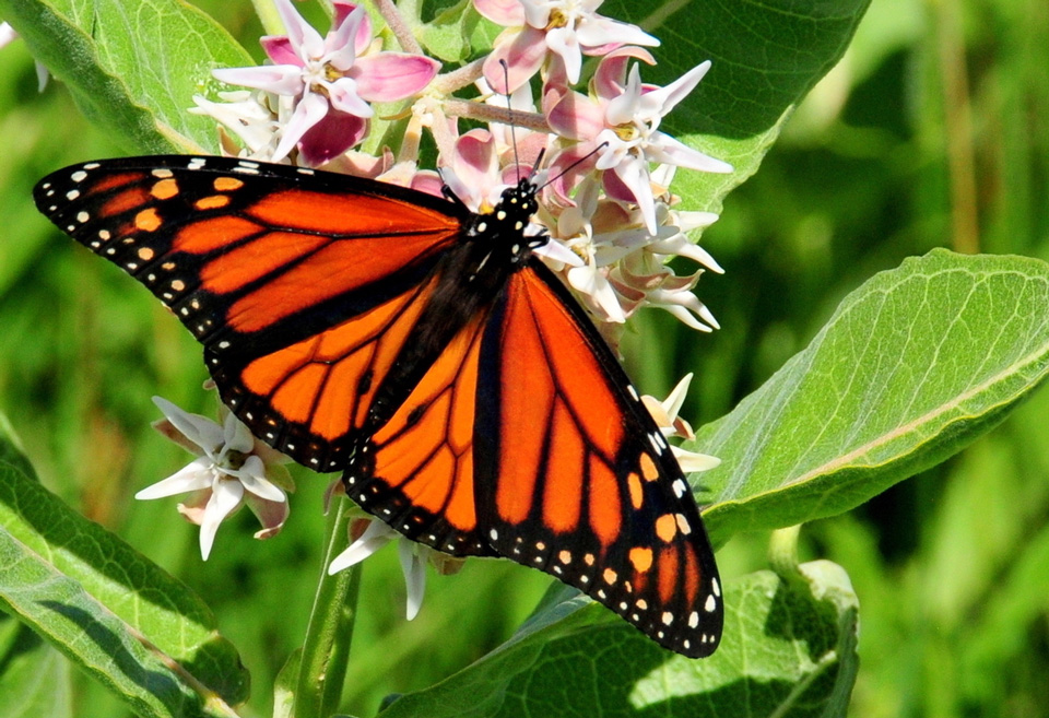 monarch on showy milkweed Credit USFWS and Tom Koerner
