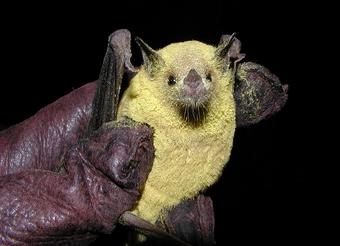 pollinating bat