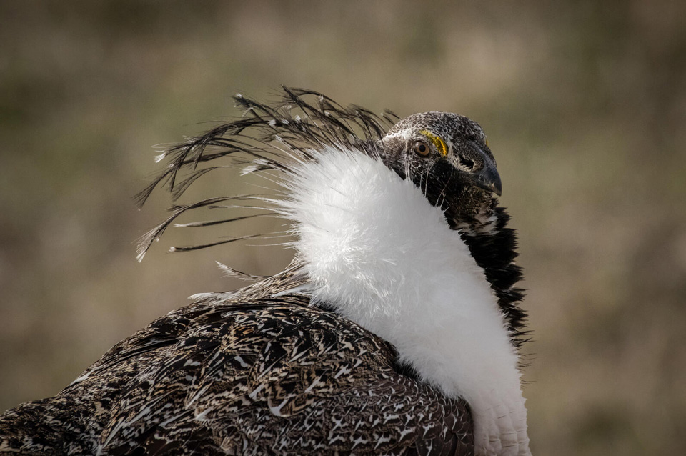 web aud apa 2019 greater sage grouse a1 10284 1 ts photo alex miller 0