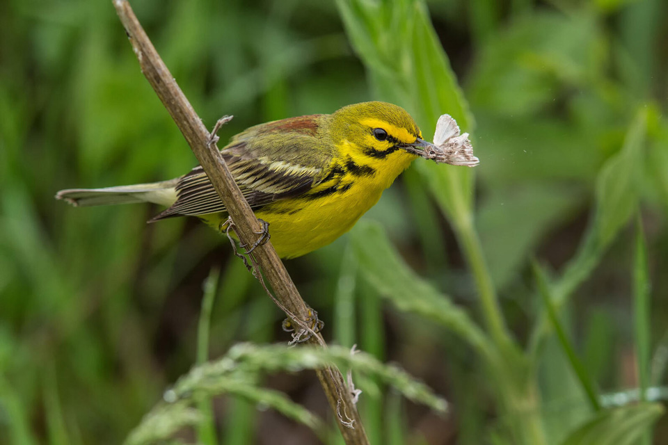 web aud apa 2019 prairie warbler a1 8737 3 ts photo christopher ciccone