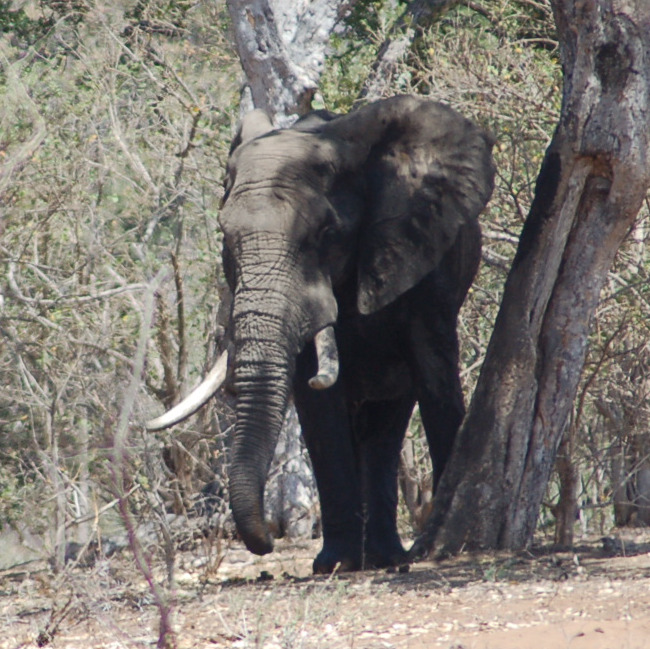 RSAfrican elephant Kruger NP Tanya Sanerib Center FPWC hpr
