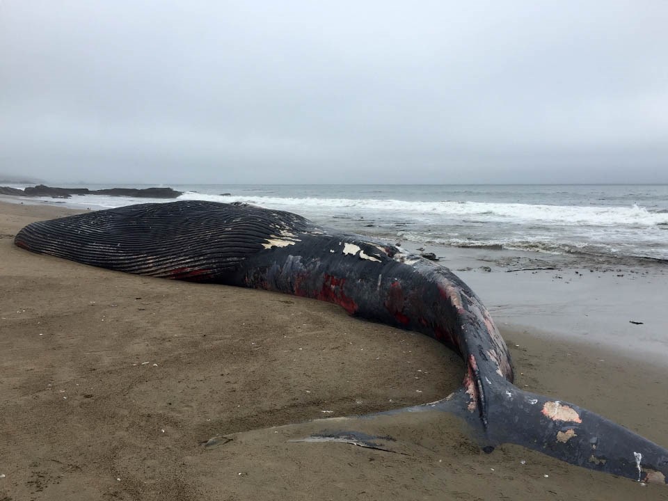 RSDead Blue whale Sarah Codde NPS FPWC