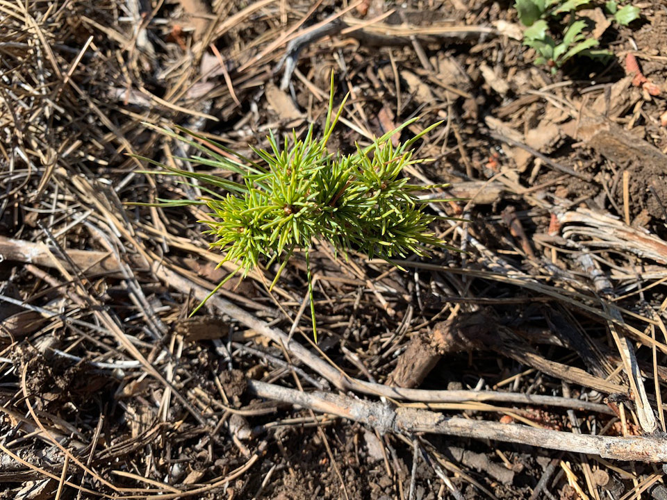 newly planted sugar pine seedling credit kat kerlin uc davis copy
