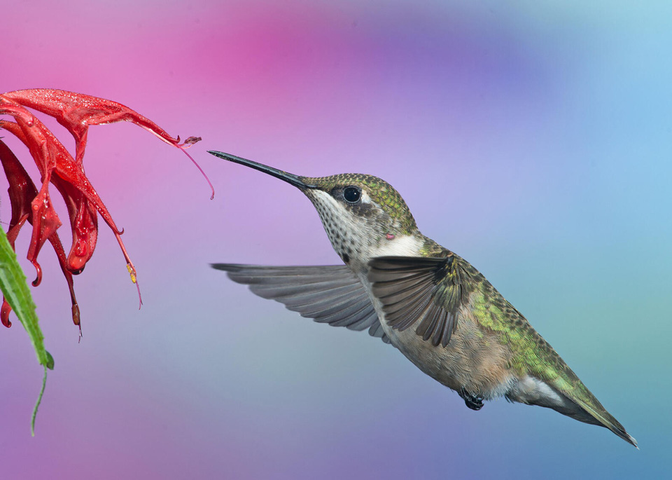 web aud apa 2 ruby throated hummingbird monarda didyma n1 9494 2 jr nape photo randy streufert