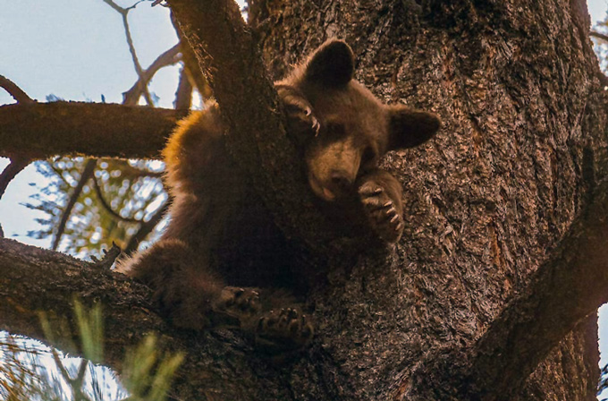 Tamarack cub 1