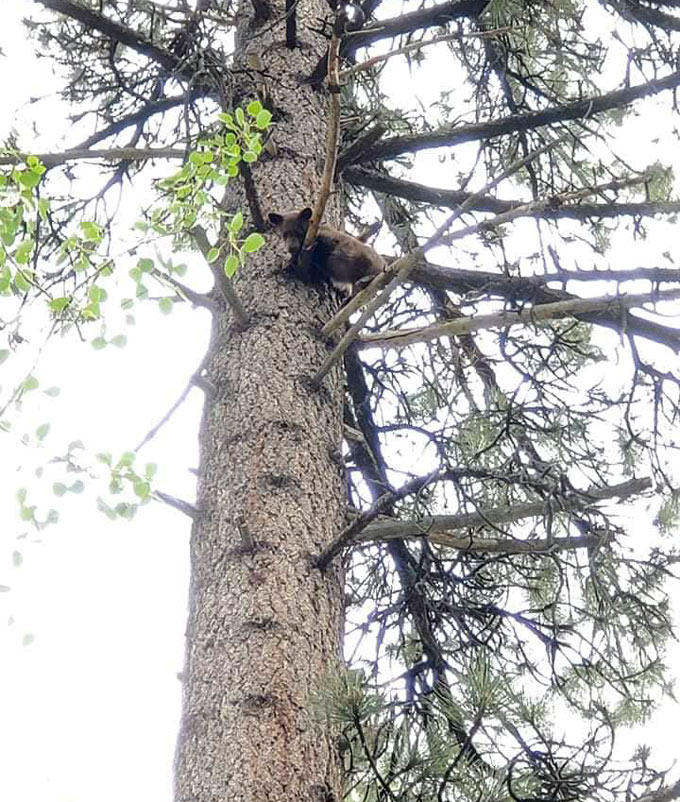 Tamarack cub tree