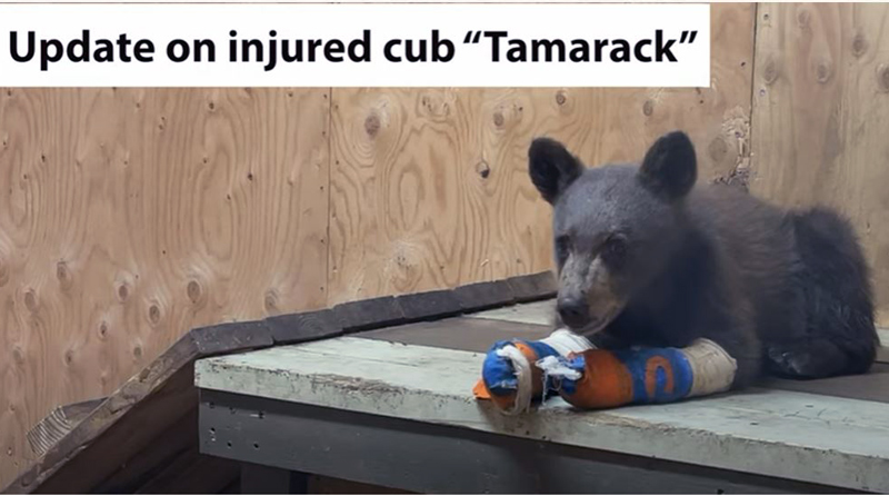 Tamarack the injured cub