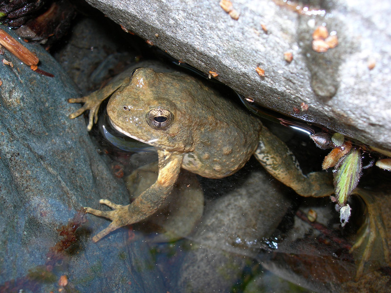 RSFoothill Yellow Legged Frog Amy Lind USFS FPWC scr