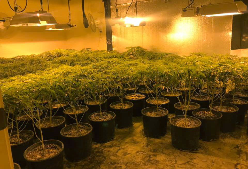 MPD marijuana grow 1