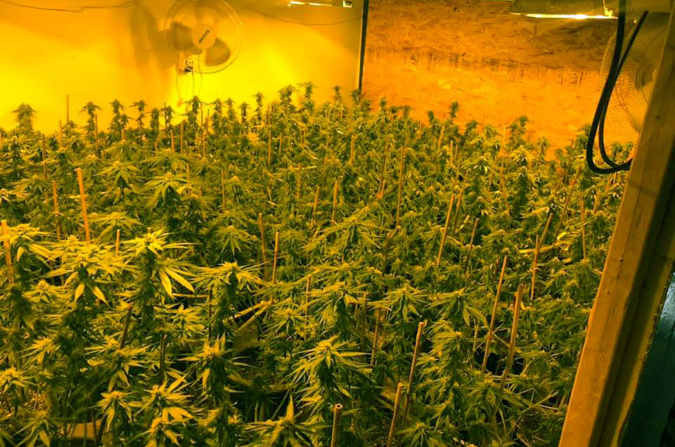 MPD marijuana grow 2